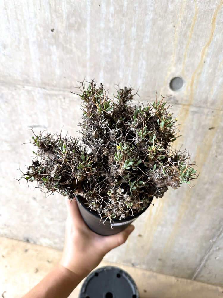 【現品限り】オトンナ・ユーフォルビオイデス 数年管理【L9】 Othonna euphorbioides
