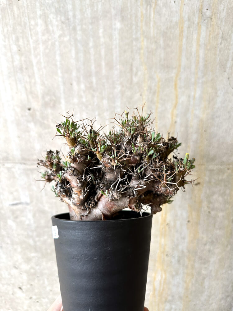 【現品限り】オトンナ・ユーフォルビオイデス 数年管理【L9】 Othonna euphorbioides