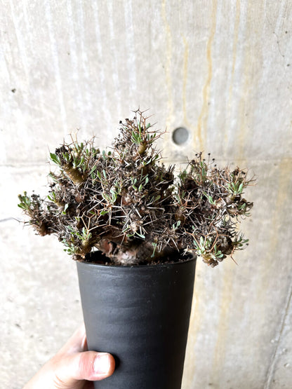 【現品限り】オトンナ・ユーフォルビオイデス 数年管理【L9】 Othonna euphorbioides