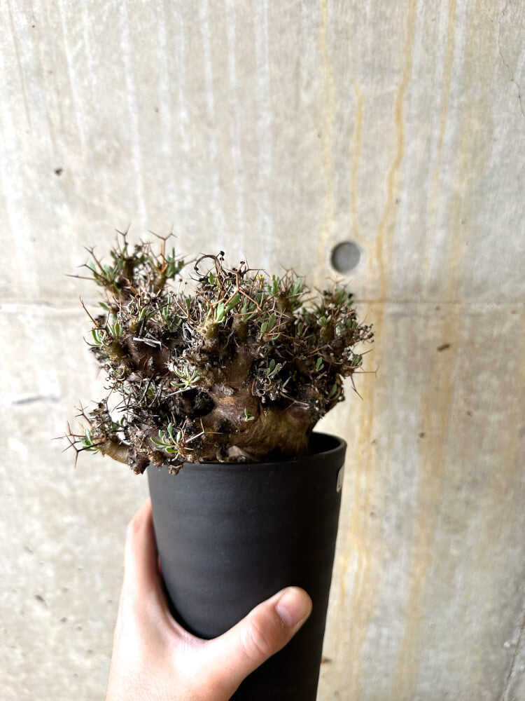 【現品限り】オトンナ・ユーフォルビオイデス 数年管理【L9】 Othonna euphorbioides