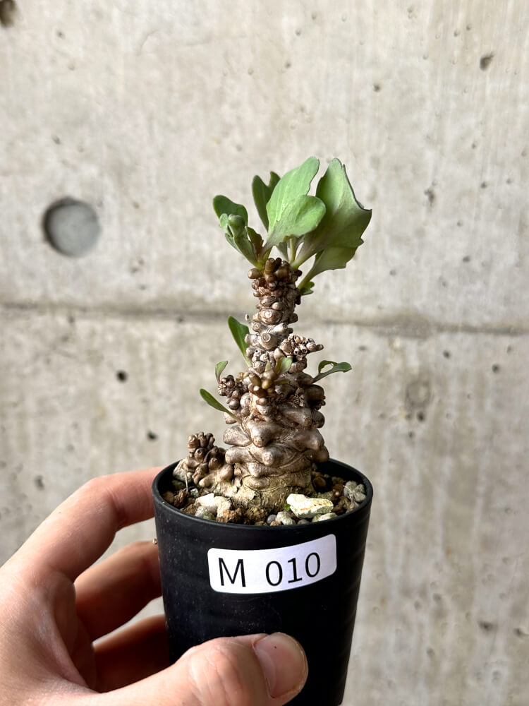 【現品限り】オトンナ・ヘレー 蛮鬼塔【M10】 Othonna herrei