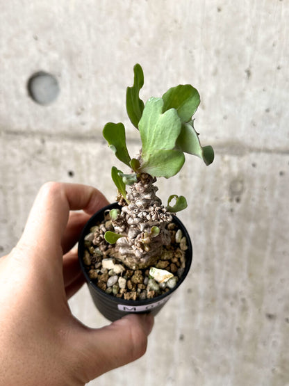 【現品限り】オトンナ・ヘレー 蛮鬼塔【M10】 Othonna herrei