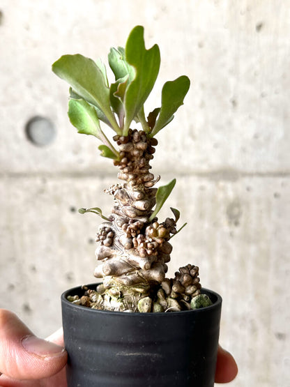 【現品限り】オトンナ・ヘレー 蛮鬼塔【M10】 Othonna herrei