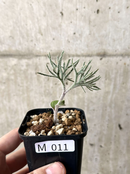 【現品限り】エリオスペルマム・ドレゲイ【M11】 Eriospermum dregei