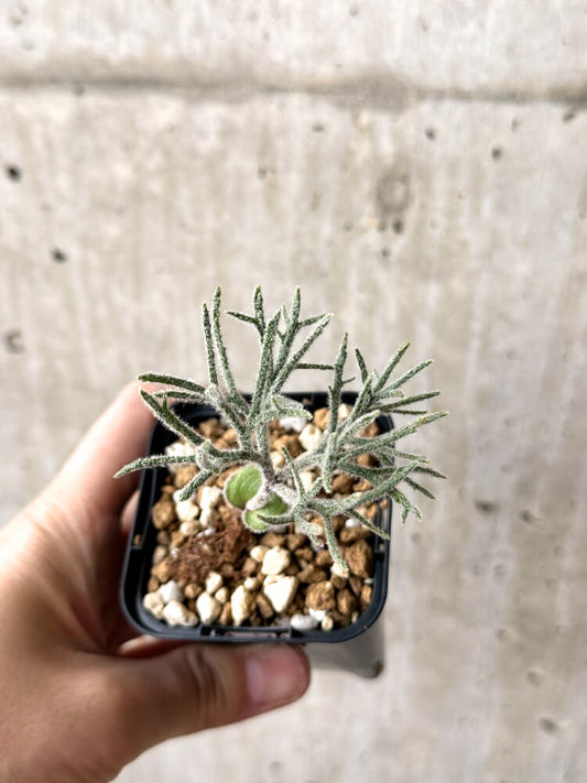 【現品限り】エリオスペルマム・ドレゲイ【M11】 Eriospermum dregei