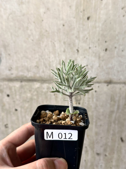 【現品限り】エリオスペルマム・ドレゲイ【M12】 Eriospermum dregei