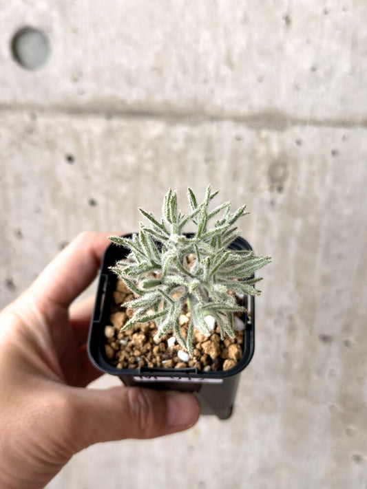 【現品限り】エリオスペルマム・ドレゲイ【M12】 Eriospermum dregei