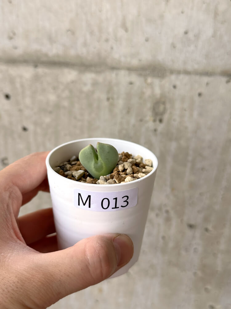 【現品限り】コノフィツム・レガレ SB793【M13】 Conophytum regale