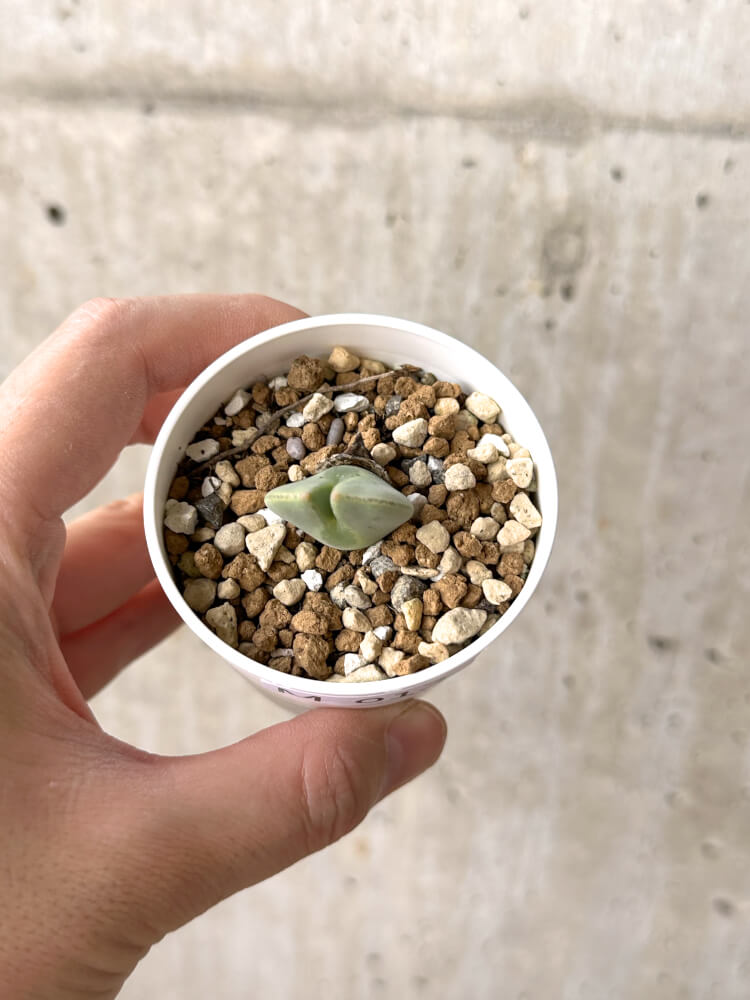 【現品限り】コノフィツム・レガレ SB793【M13】 Conophytum regale