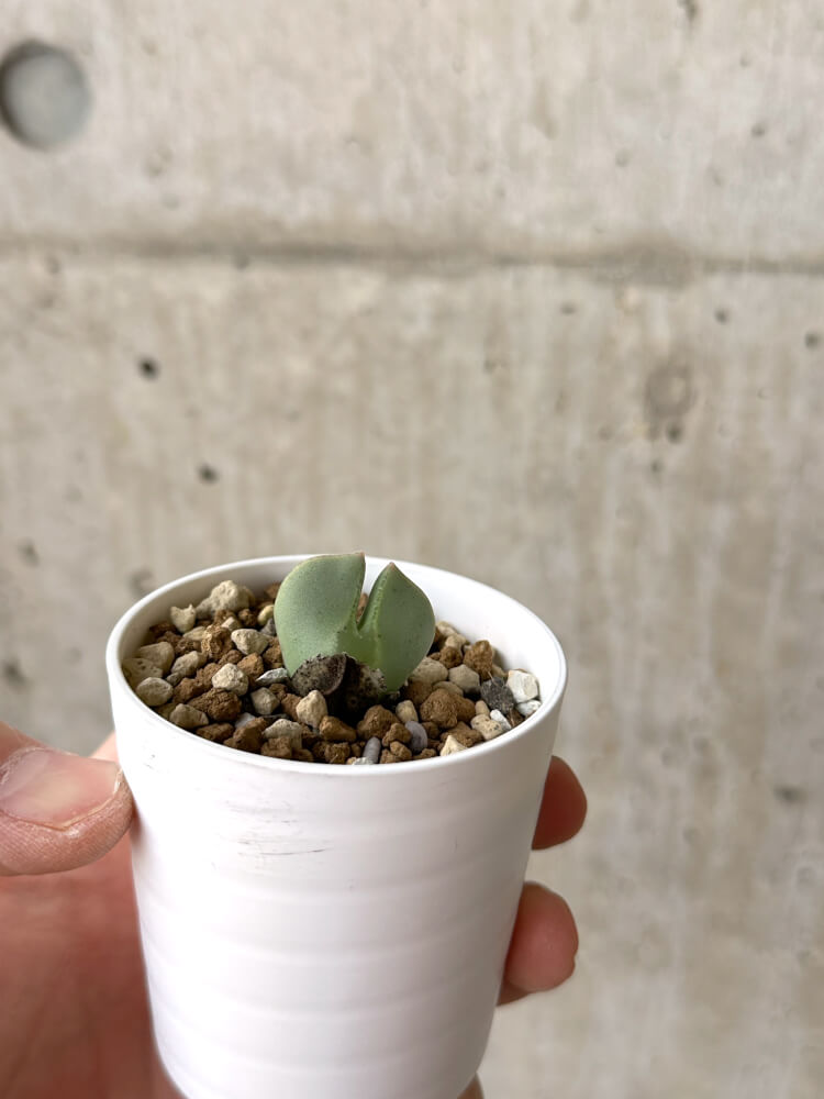 【現品限り】コノフィツム・レガレ SB793【M13】 Conophytum regale