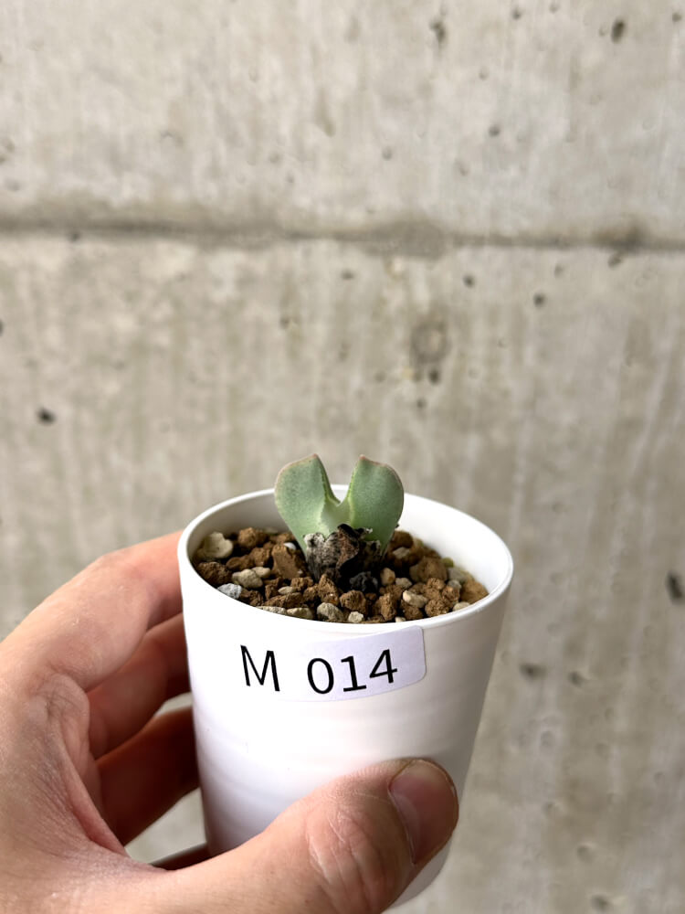 【現品限り】コノフィツム・レガレ SB793【M14】 Conophytum regale