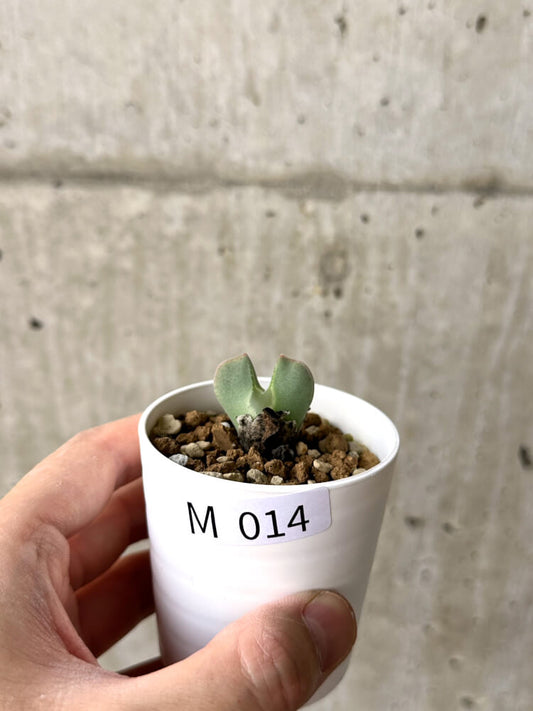 【現品限り】コノフィツム・レガレ SB793【M14】 Conophytum regale