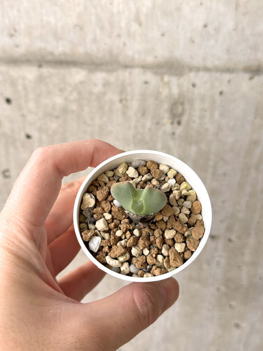 【現品限り】コノフィツム・レガレ SB793【M14】 Conophytum regale