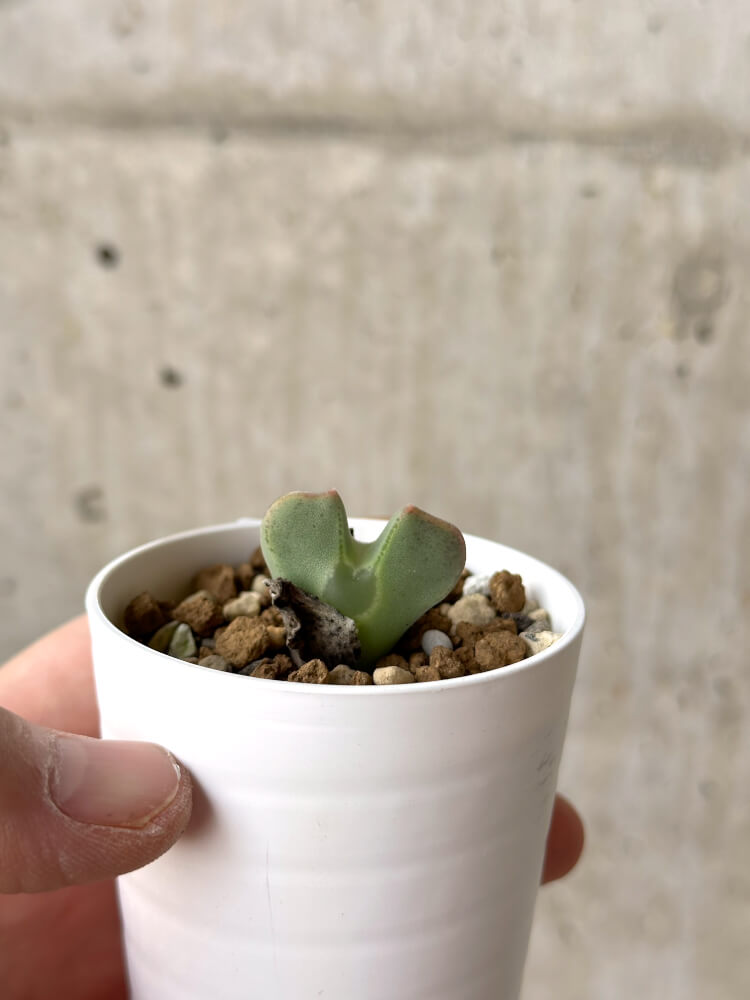 【現品限り】コノフィツム・レガレ SB793【M14】 Conophytum regale