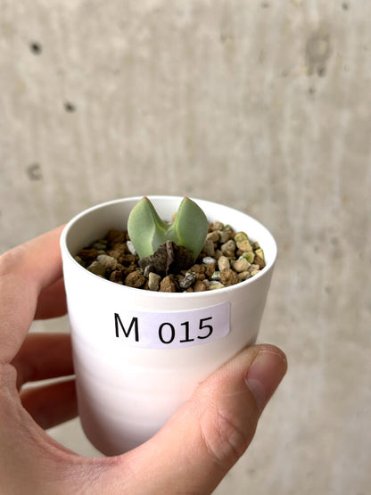 【現品限り】コノフィツム・レガレ SB793【M15】 Conophytum regale