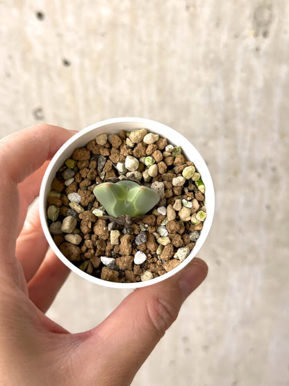 【現品限り】コノフィツム・レガレ SB793【M15】 Conophytum regale