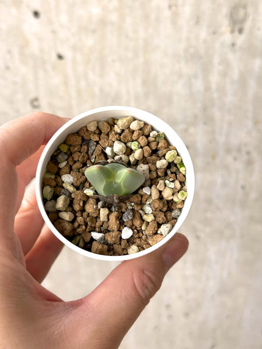 【現品限り】コノフィツム・レガレ SB793【M15】 Conophytum regale