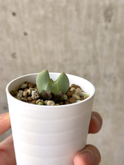 【現品限り】コノフィツム・レガレ SB793【M15】 Conophytum regale