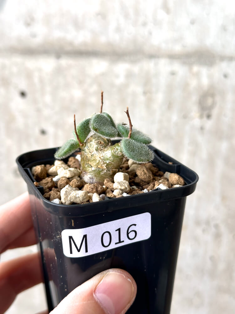 現品限り】チレコドン・ノルティ【M16】 Tylecodon nolteei 塊根植物