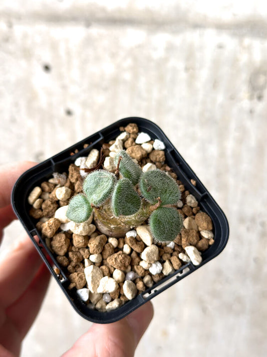 【現品限り】チレコドン・ノルティ【M16】 Tylecodon nolteei