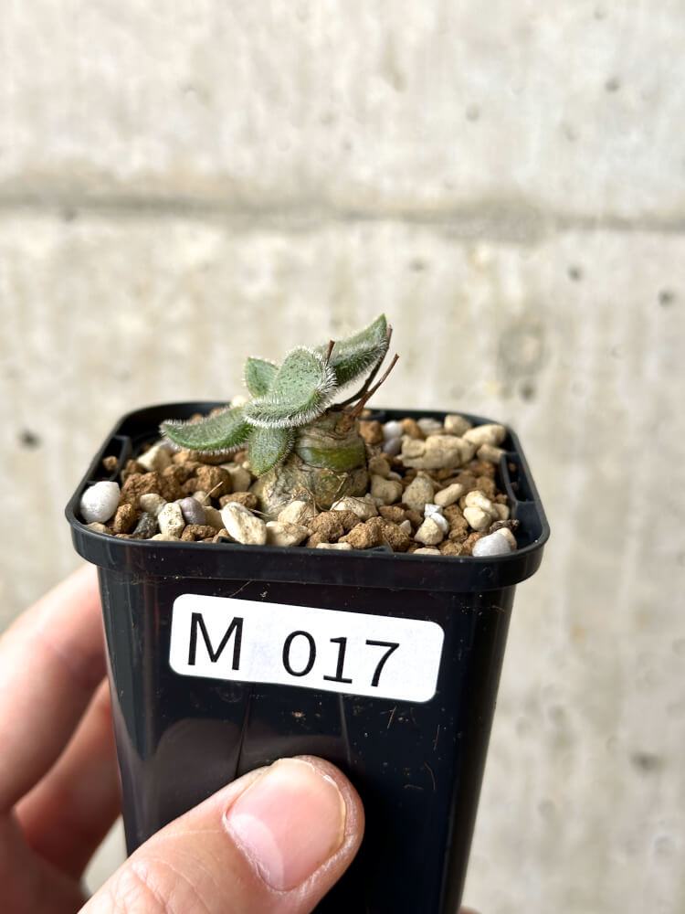 【現品限り】チレコドン・ノルティ【M17】 Tylecodon nolteei