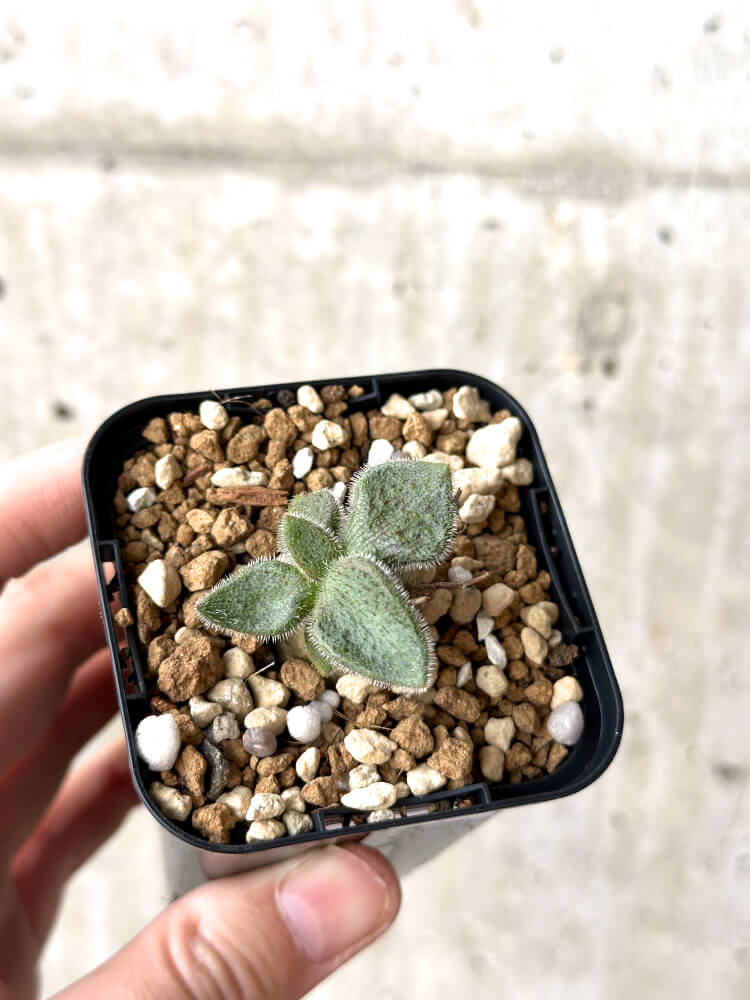 【現品限り】チレコドン・ノルティ【M17】 Tylecodon nolteei