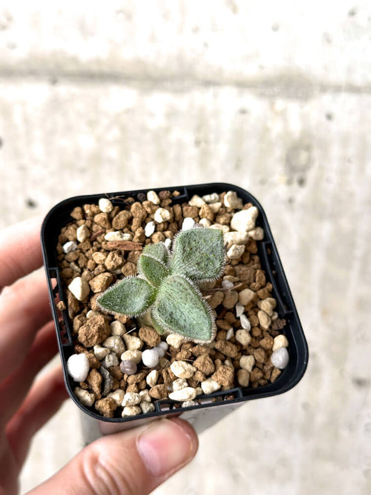 【現品限り】チレコドン・ノルティ【M17】 Tylecodon nolteei