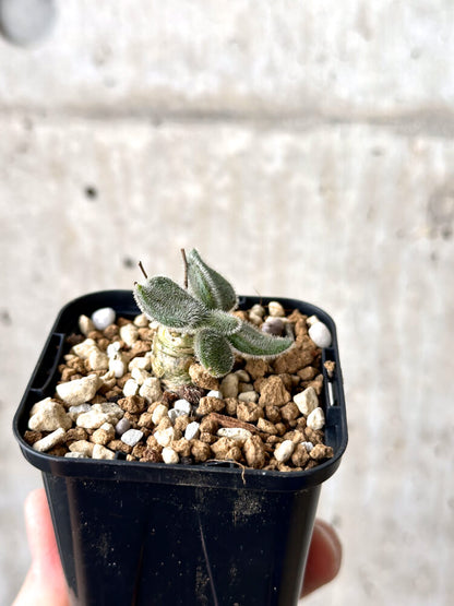 【現品限り】チレコドン・ノルティ【M17】 Tylecodon nolteei