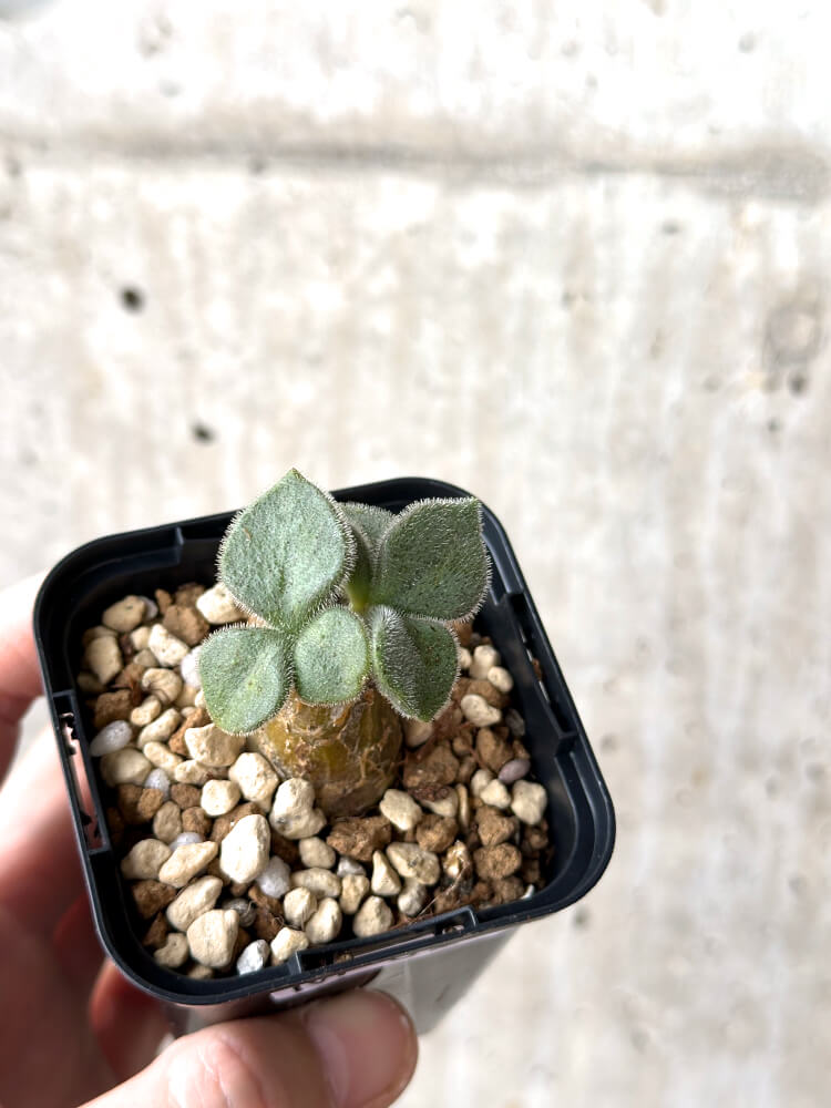 【現品限り】チレコドン・ノルティ【M18】 Tylecodon nolteei