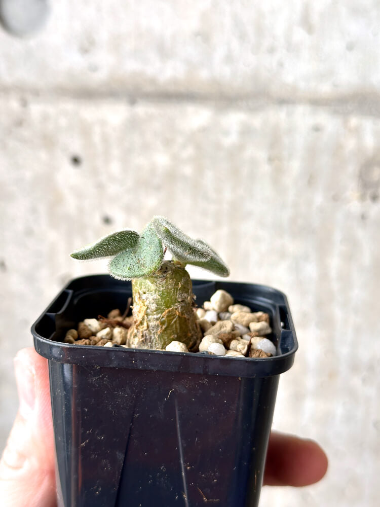 現品限り】チレコドン・ノルティ【M18】 Tylecodon nolteei 塊根植物