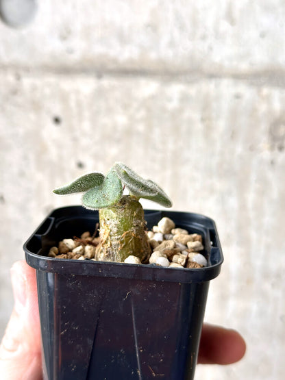 【現品限り】チレコドン・ノルティ【M18】 Tylecodon nolteei