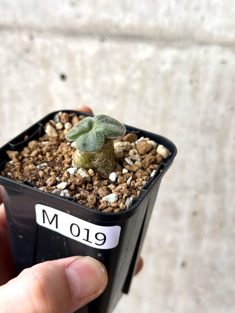【現品限り】チレコドン・ノルティ【M19】 Tylecodon nolteei