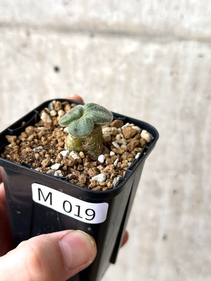 【現品限り】チレコドン・ノルティ【M19】 Tylecodon nolteei
