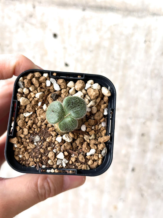 【現品限り】チレコドン・ノルティ【M19】 Tylecodon nolteei