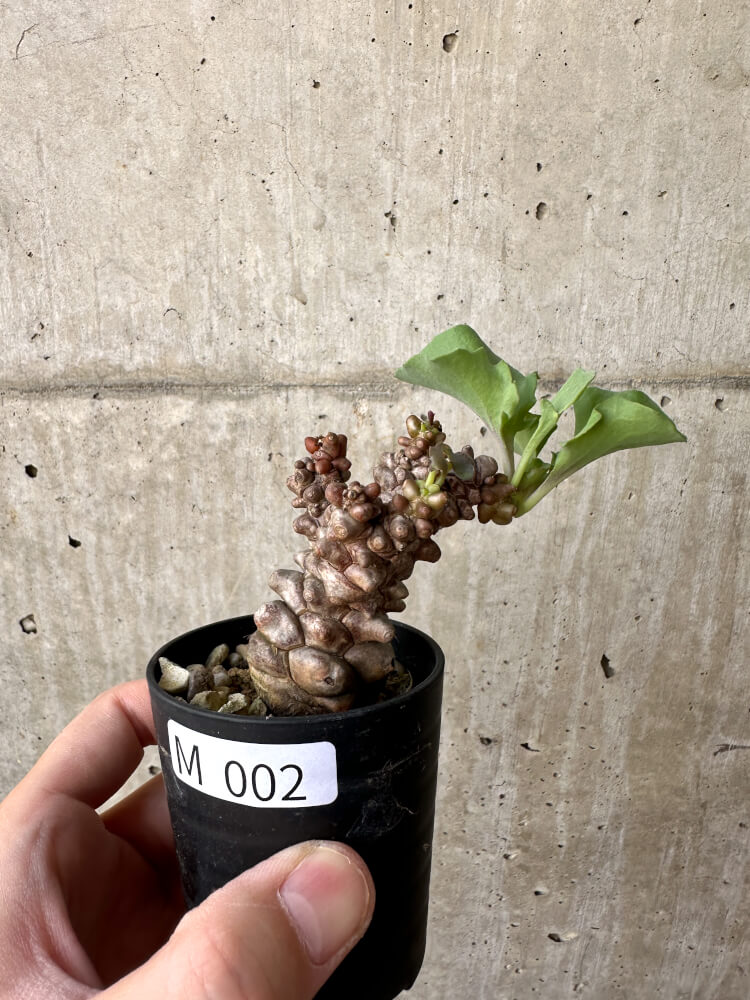 【現品限り】オトンナ・ヘレー 蛮鬼塔【M2】 Othonna herrei