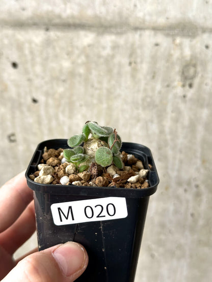 【現品限り】チレコドン・ノルティ【M20】 Tylecodon nolteei