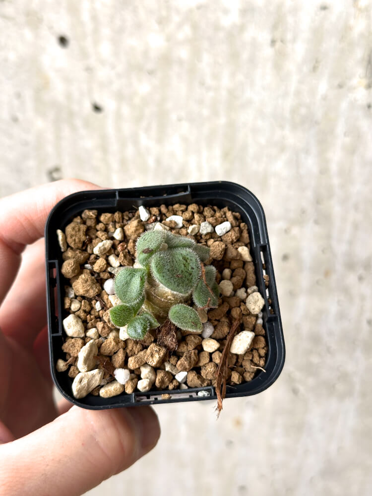 【現品限り】チレコドン・ノルティ【M20】 Tylecodon nolteei