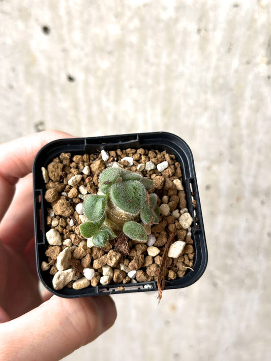 【現品限り】チレコドン・ノルティ【M20】 Tylecodon nolteei