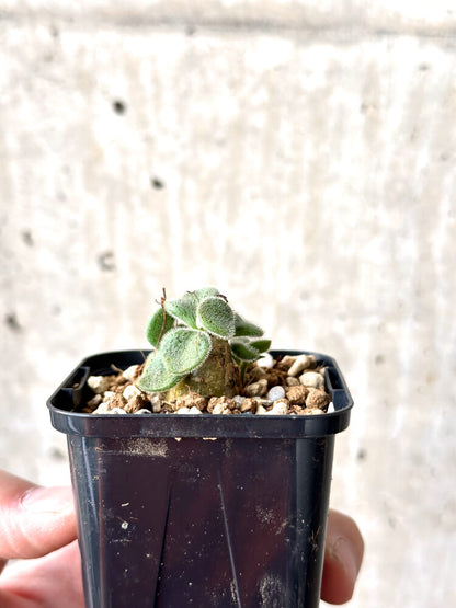 【現品限り】チレコドン・ノルティ【M20】 Tylecodon nolteei