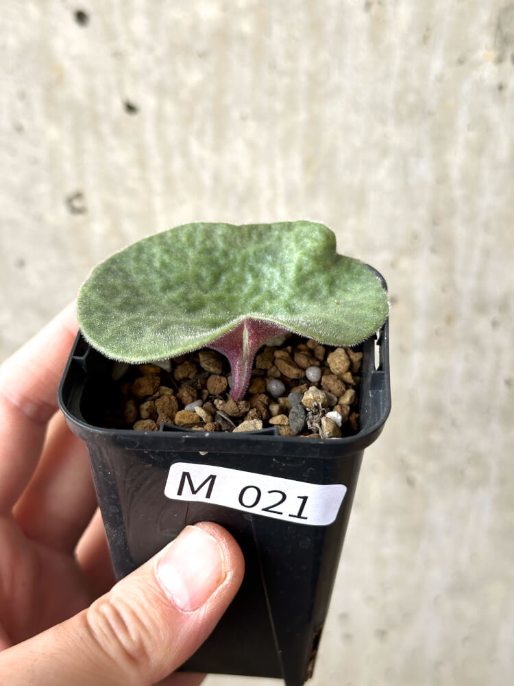 【現品限り】チレコドン・シングラリス【M21】 Tylecodon singularis