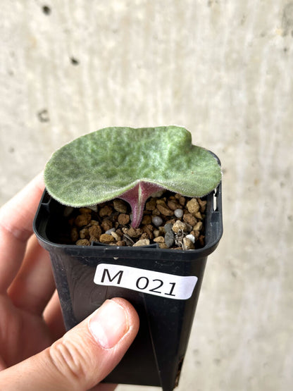 【現品限り】チレコドン・シングラリス【M21】 Tylecodon singularis