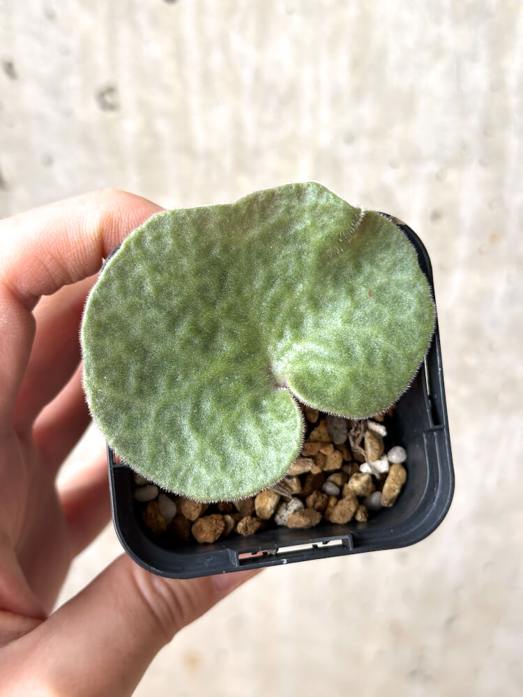 【現品限り】チレコドン・シングラリス【M21】 Tylecodon singularis