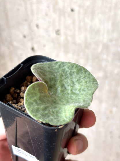 【現品限り】チレコドン・シングラリス【M21】 Tylecodon singularis