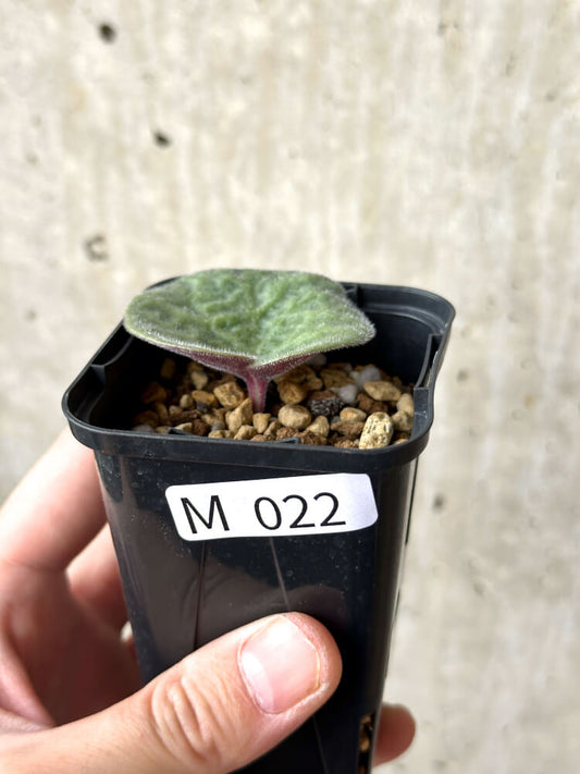 【現品限り】チレコドン・シングラリス【M22】 Tylecodon singularis