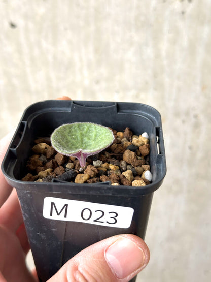 【現品限り】チレコドン・シングラリス【M23】 Tylecodon singularis