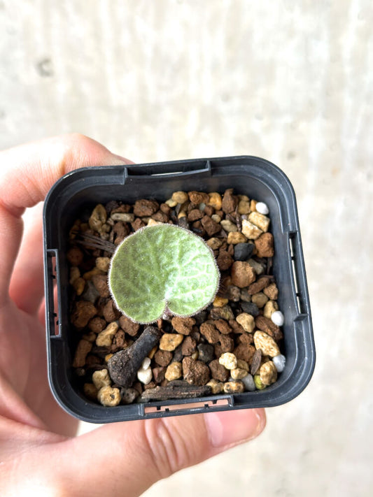 【現品限り】チレコドン・シングラリス【M23】 Tylecodon singularis