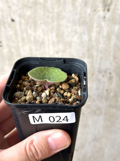 【現品限り】チレコドン・シングラリス【M24】 Tylecodon singularis