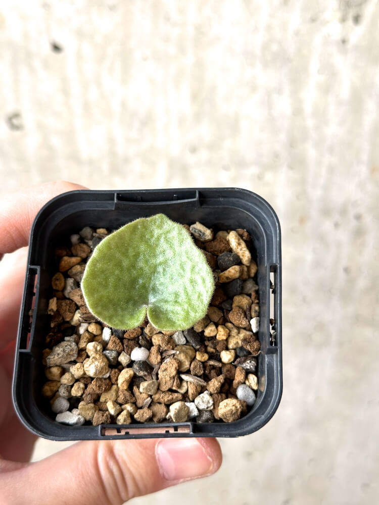 【現品限り】チレコドン・シングラリス【M24】 Tylecodon singularis