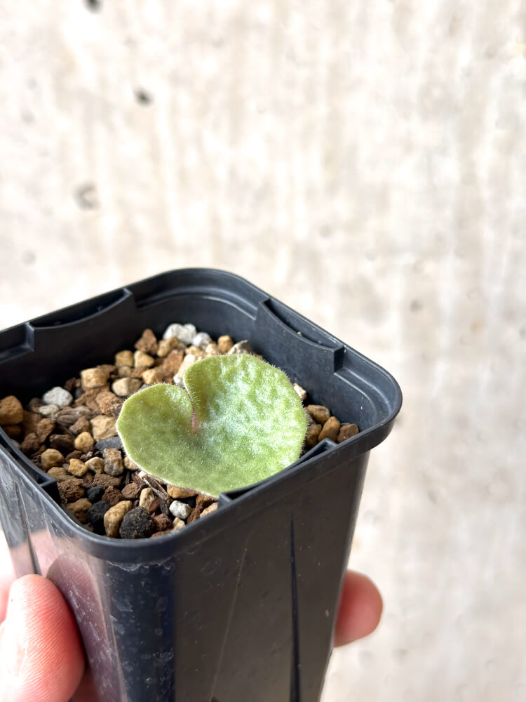 【現品限り】チレコドン・シングラリス【M24】 Tylecodon singularis