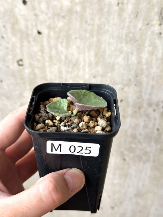 【現品限り】チレコドン・シングラリス【M25】 Tylecodon singularis